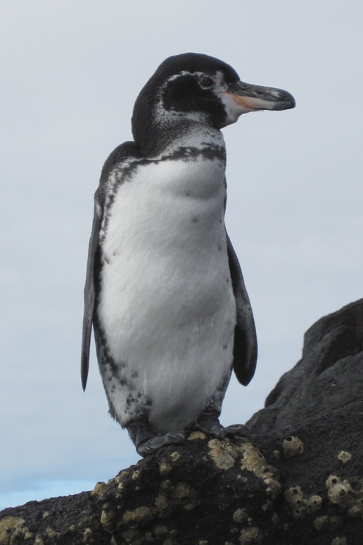 galapagos